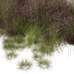 Andropogon Carex mix E spring