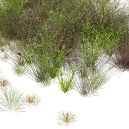 Andropogon Digitaria mix B spring