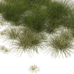 Calamagrostis Carex mix B spring