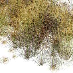 Carex Miscanthus mix B spring