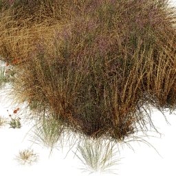 Carex Papaver mix B spring