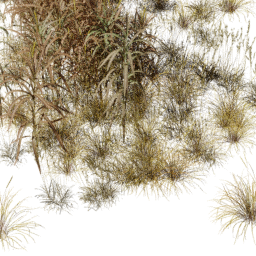 Cenchrus C spring summer