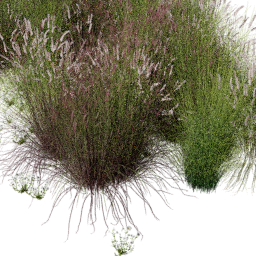 Cenchrus Panicum mix B spring