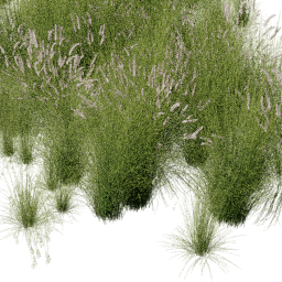 Cenchrus Panicum mix C spring