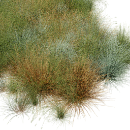 Festuca Bromus mix B spring