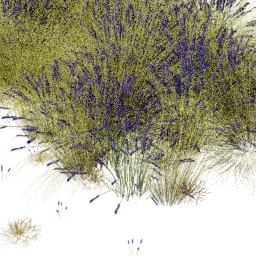Miscanthus Levandula mix B spring