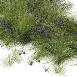 Panicum Levandula mix B spring