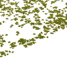 Rhytidiadelphus squarrosus C summer