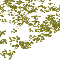 Tortula ruralis C summer