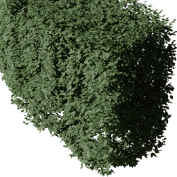 Carpinus betulus A summer