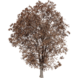 Acer pseudoplatanus A autumn