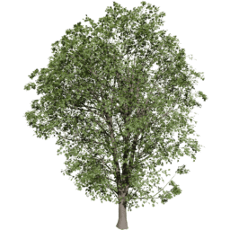 Acer pseudoplatanus A summer