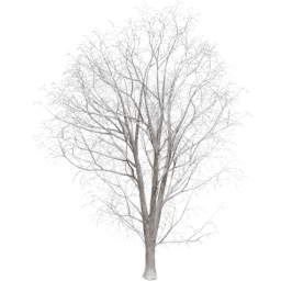 Acer pseudoplatanus A winter