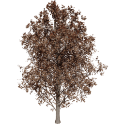 Acer pseudoplatanus B autumn