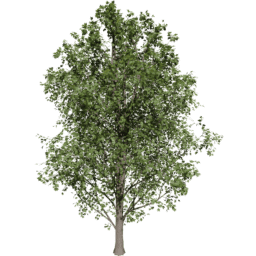 Acer pseudoplatanus B summer