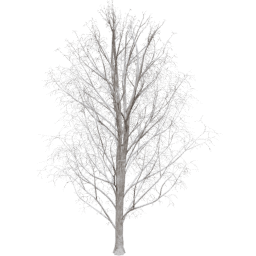 Acer pseudoplatanus B winter