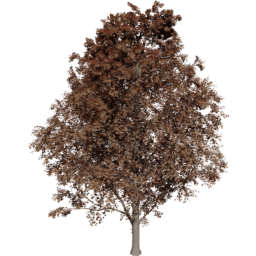 Acer pseudoplatanus C autumn