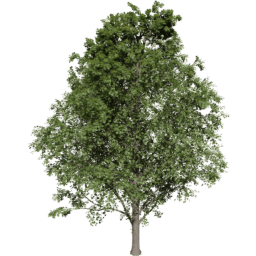 Acer pseudoplatanus C summer