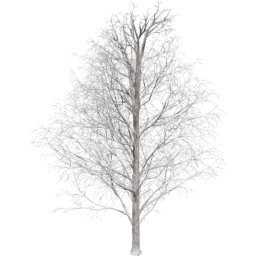 Acer pseudoplatanus C winter