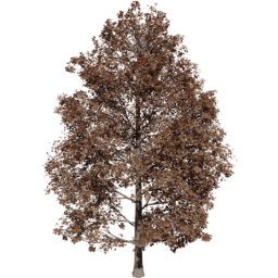 Acer pseudoplatanus D autumn