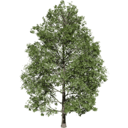 Acer pseudoplatanus D summer