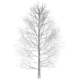 Acer pseudoplatanus D winter