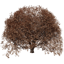 Acer pseudoplatanus T autumn