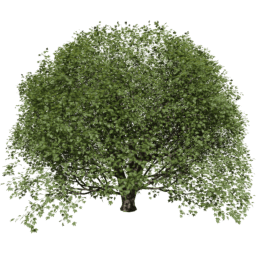 Acer pseudoplatanus T summer