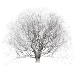 Acer pseudoplatanus T winter