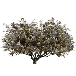 Aesculus californica A autumn