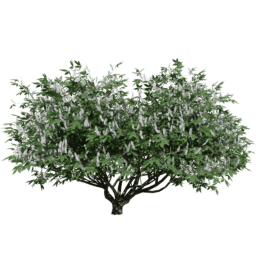 Aesculus californica A summer