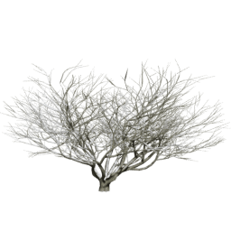 Aesculus californica A winter