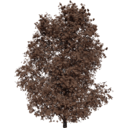 Aesculus hippocastanum A autumn