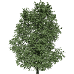 Aesculus hippocastanum A summer