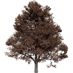 Aesculus hippocastanum B autumn