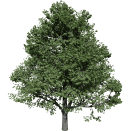 Aesculus hippocastanum B summer