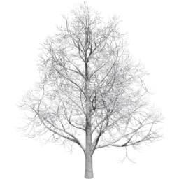 Aesculus hippocastanum B winter