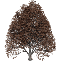 Aesculus hippocastanum C autumn