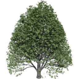 Aesculus hippocastanum C summer