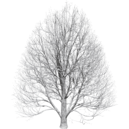 Aesculus hippocastanum C winter