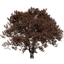 Aesculus hippocastanum D autumn