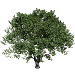 Aesculus hippocastanum D summer