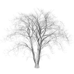 Aesculus hippocastanum D winter