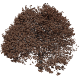 Aesculus hippocastanum E autumn