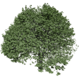 Aesculus hippocastanum E summer