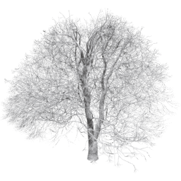 Aesculus hippocastanum E winter