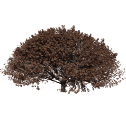 Aesculus hippocastanum F autumn