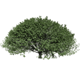 Aesculus hippocastanum F summer