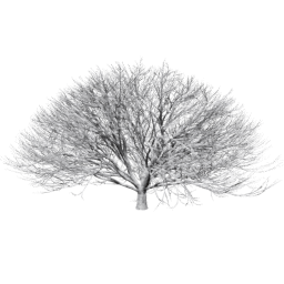 Aesculus hippocastanum F winter