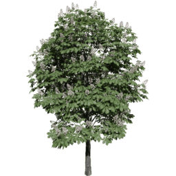 Aesculus hippocastanum G spring summer